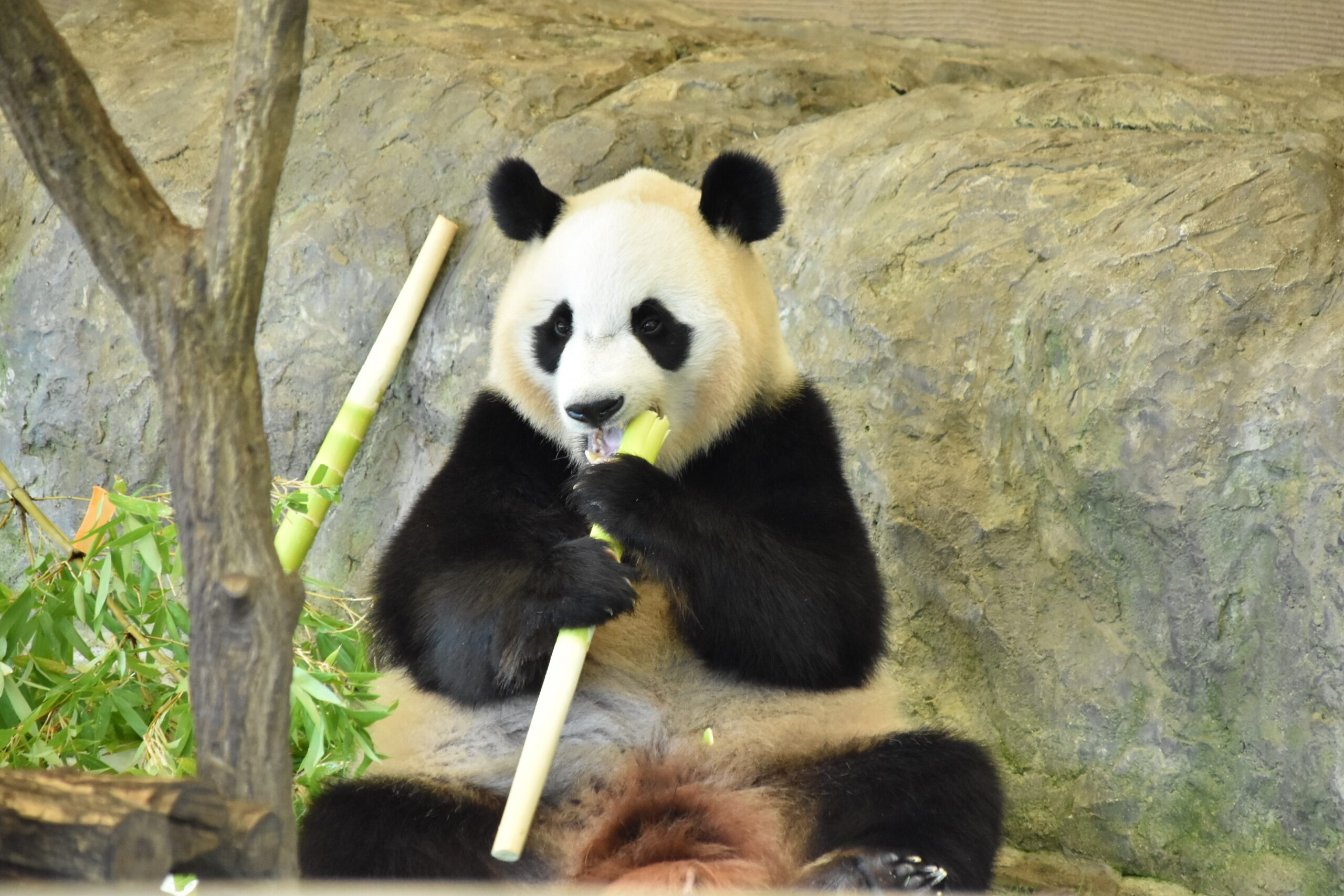 パンダバンブーアートプロジェクト】岸和田市の竹5,000本で高さ